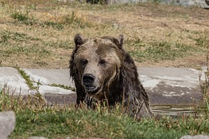 Grizzly & Wolf Discovery Center, West Yellowstone