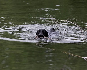 Cane Robichaud