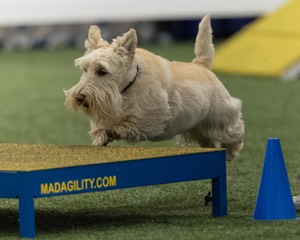 Monty Krapf
