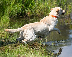 Stewart DePolo