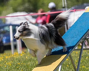 Jason Thibodeau