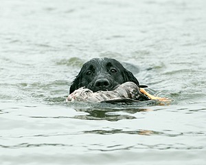 Splash