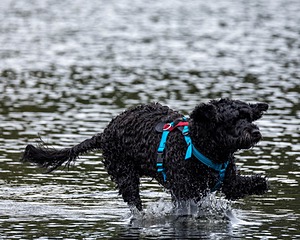 Sedona O'Brien