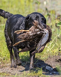 Nancy Freita's Dog