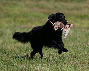 Gunner McCluer