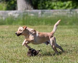 20130601-SHRL-0340.jpg