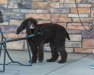 Darcy