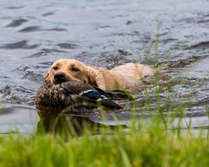 20170603-SHRW-1939.jpg