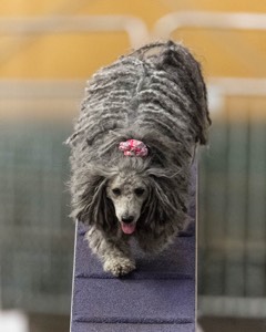 Peetie Sulewski