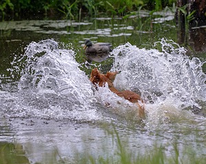 Ganser Baillargeon