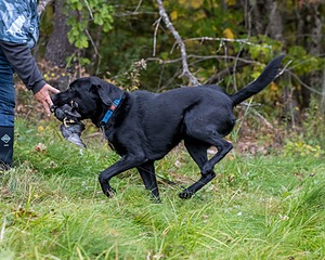 Quest