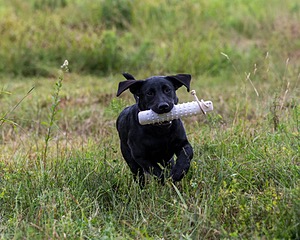 Josie