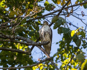 20160925-C-0050.jpg
