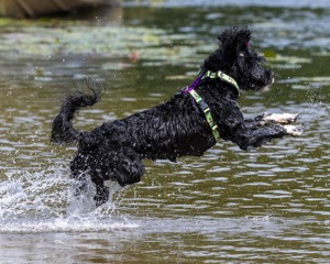 Dottie Notestine