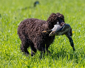 Ghillie Kezer