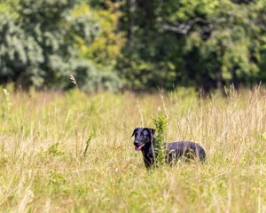 Ziva Jefferson