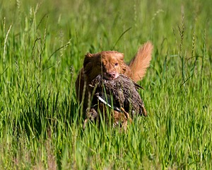 20170604-SEAL-0009.jpg
