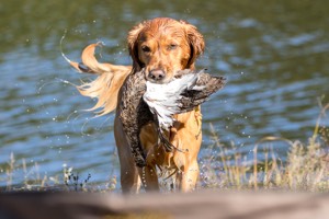 20160924-MH2-0245-2.jpg