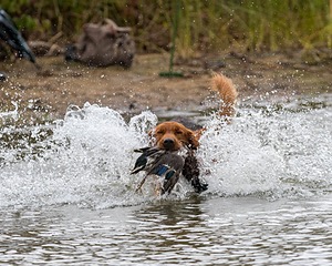 Tracker