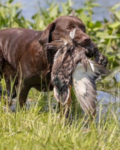 Molly Brownell