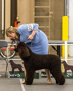 200 - GCH CH Poole’s Ide By Design (Skeeter)