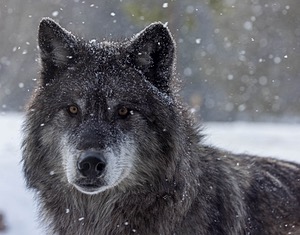 Wolf, West Yellowstone, Montana