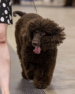 355 - GCH Ildanoch's Party Rock Anthem