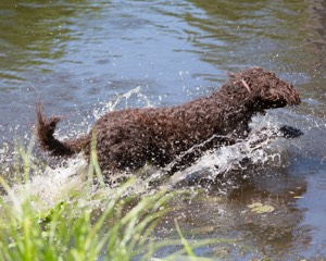 Daisy