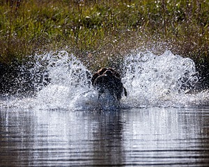 Buddy Pleasants