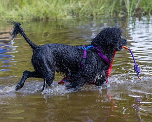 Perry