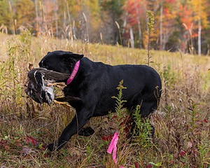 Shoreline's Dancing Girl (Sadie)