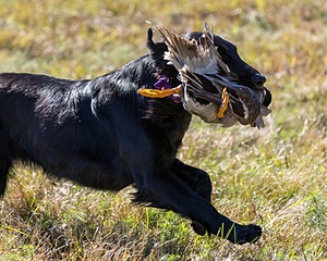 Test Dog