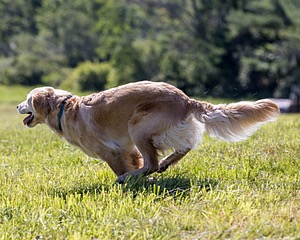 Whisp Mulholland