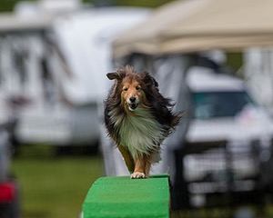Duncan McIntyre