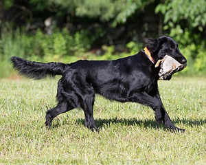Parker