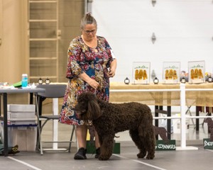 17 - Ballyhoo’s V Finnegan Mcneill BN FDC CA BCAT DS DJ CGCA TKN VHMA JH JHU WD