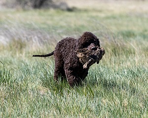 Ghillie