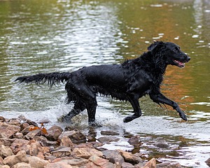 Jett
