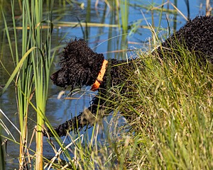 Ghillie Kezer
