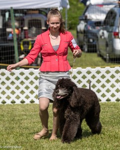 47 - GCH CH Poole's Ide Reversal Of Fortune
