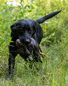 Mowgli