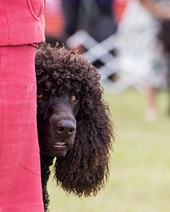 09 - GCH CH POOLE'S IDE DARK KNIGHT RN CGC TKN ATT (Oscar)