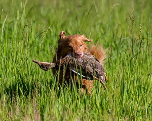 20170604-SEAL-0010.jpg