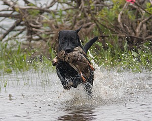 20080531-HRW-1102.jpg