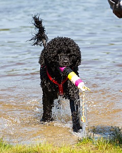 Phelps