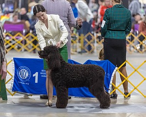 09 - GCH CH POOLE'S IDE RIPTIDE RI DS CGC (Rip)