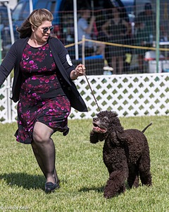 58 - GCH CH Flintcrest Firing Cupid's Arrow