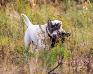 Grampian Happily Ever After RN JH CC WC (Henry)