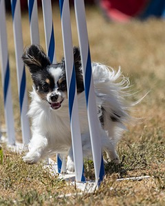 20160618-CCKC-1983.jpg