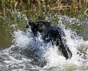 Splash